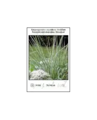 Calamagrostis-x-acutiflora-Overdam.jpg Calamagrostis-x-acutiflora-Overdam.jpg