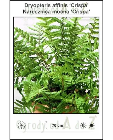 Dryopteris-affinis-Crispa.jpg