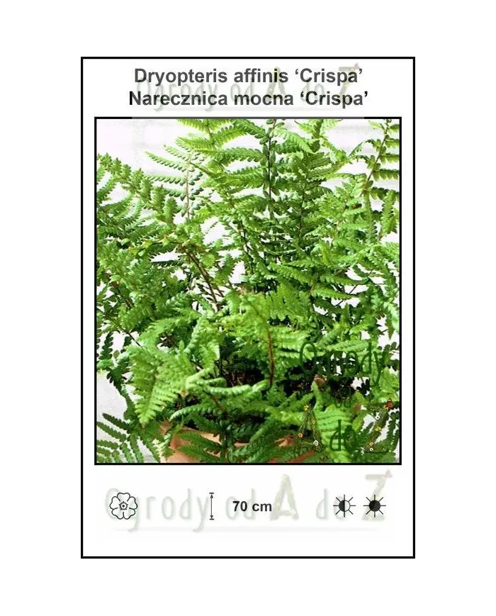 Dryopteris-affinis-Crispa.jpg