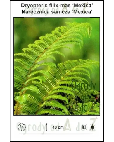 Dryopteris-filix-mas-Mexica.jpg