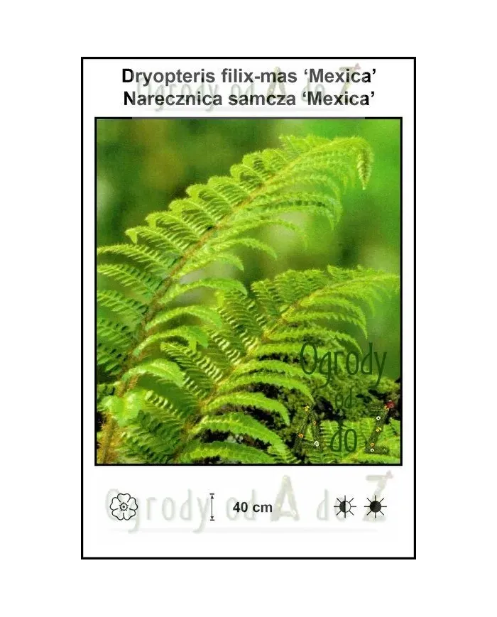 Dryopteris-filix-mas-Mexica.jpg