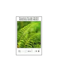 Dryopteris-filix-mas-Mexica.jpg