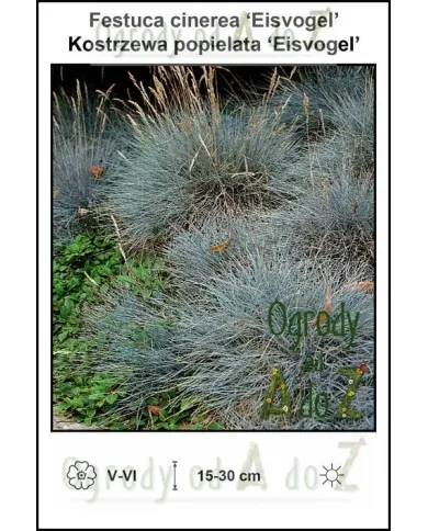 Festuca-cinerea-Eisvogel.jpg Festuca-cinerea-Eisvogel.jpg