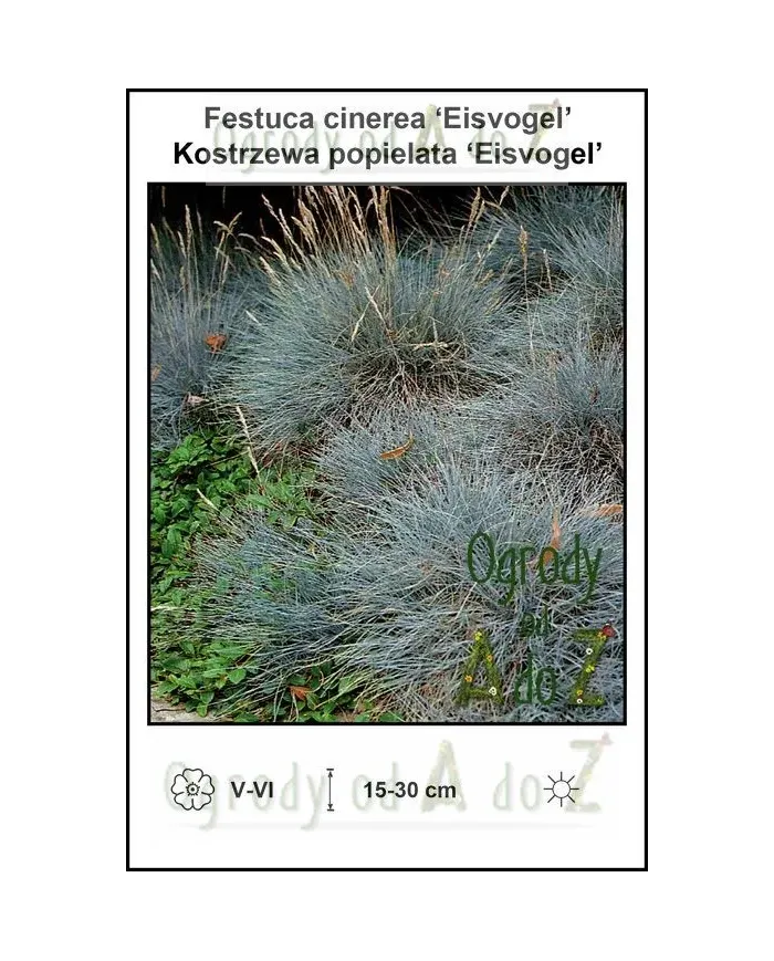 Festuca-cinerea-Eisvogel.jpg Festuca-cinerea-Eisvogel.jpg