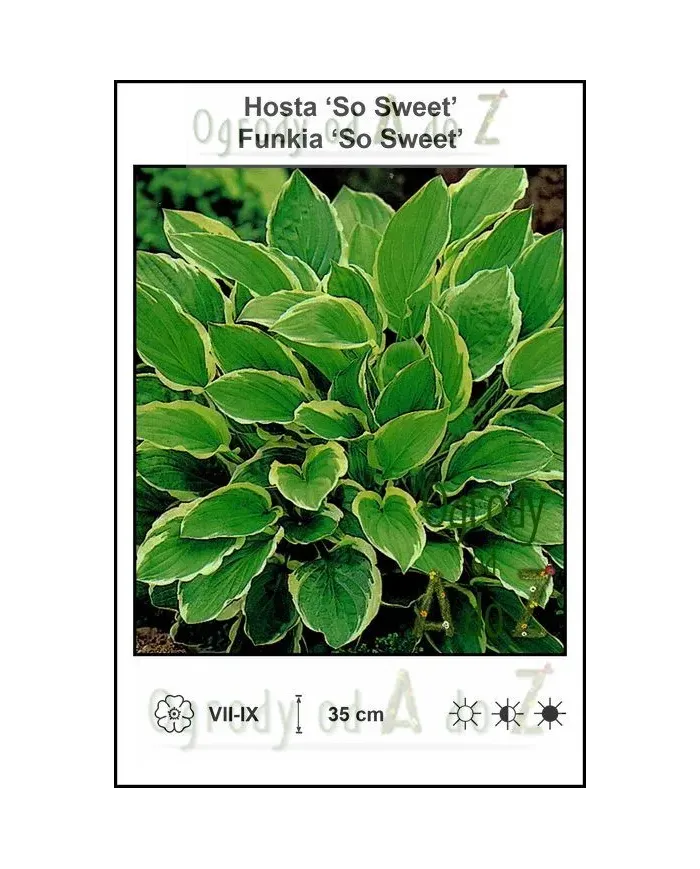 Hosta-So-Sweet.jpg
