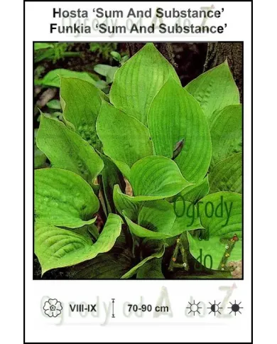 Hosta-Sum-And-Substance.jpg