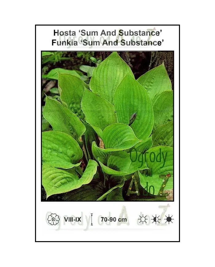 Hosta-Sum-And-Substance.jpg