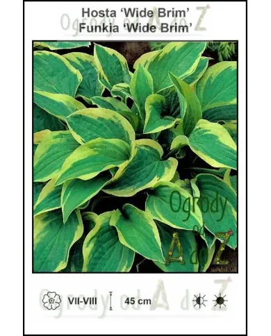 Hosta-Wide-Brim.jpg