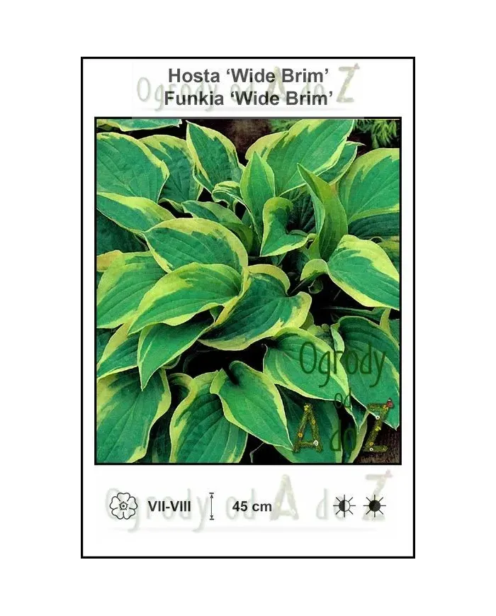 Hosta-Wide-Brim.jpg Hosta-Wide-Brim.jpg