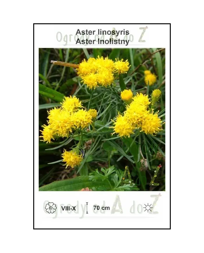 Aster-linosyris.jpg