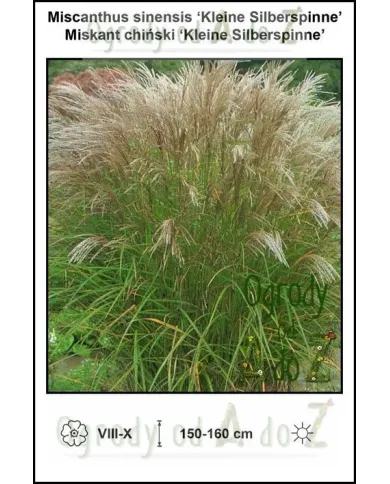 Miscanthus-sinensis-Kleine-Silberspinne.jpg