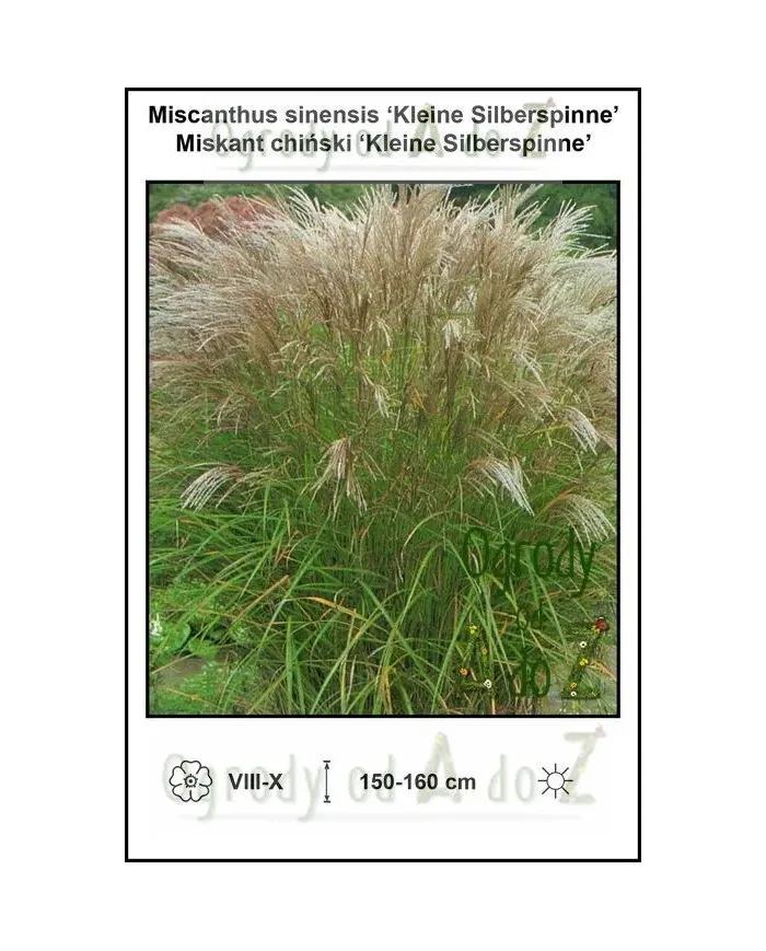 Miscanthus-sinensis-Kleine-Silberspinne.jpg