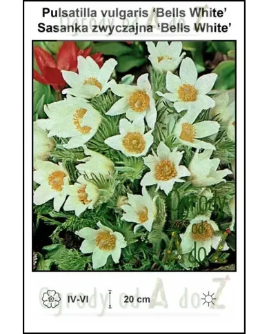Pulsatilla-vulgaris-Bells-White.jpg