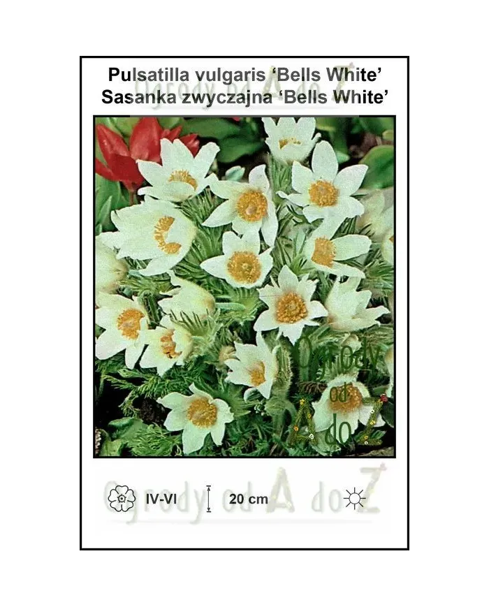 Pulsatilla-vulgaris-Bells-White.jpg Pulsatilla-vulgaris-Bells-White.jpg