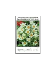 Pulsatilla-vulgaris-Bells-White.jpg Pulsatilla-vulgaris-Bells-White.jpg
