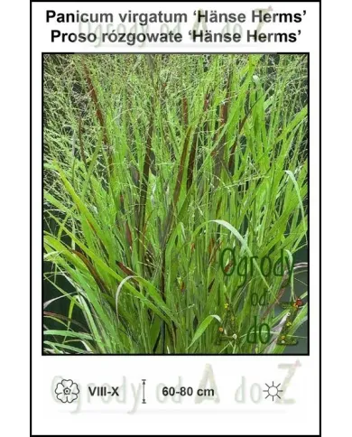 Panicum-virgatum-Hanse-Herms.jpg Panicum-virgatum-Hanse-Herms.jpg