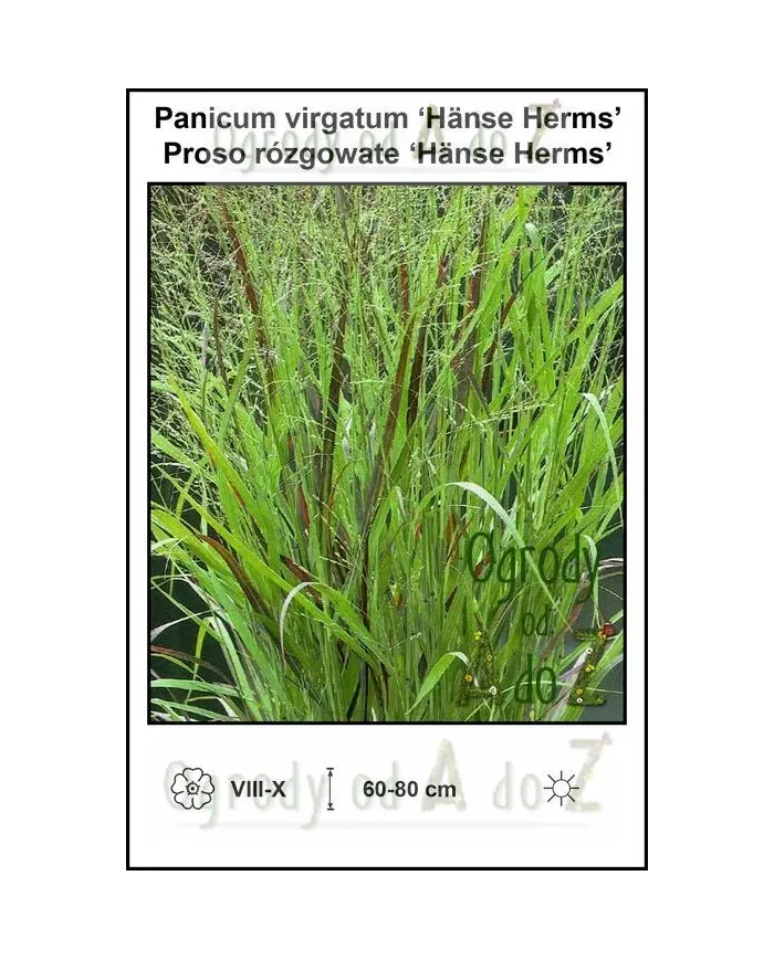 Panicum-virgatum-Hanse-Herms.jpg