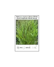Panicum-virgatum-Hanse-Herms.jpg