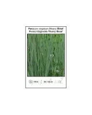 Panicum-virgatum-Heavy-Metal.jpg