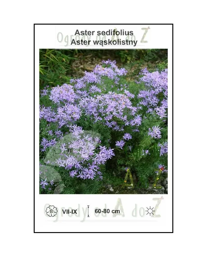 Aster-sedifolius.jpg
