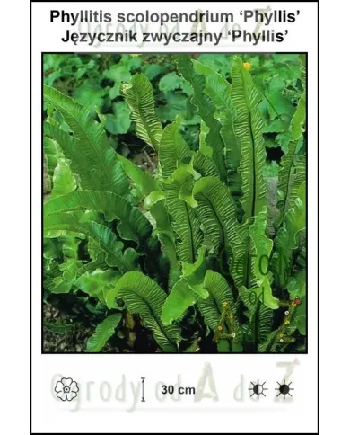 Phyllitis-scolopendrium-Phyllis.jpg