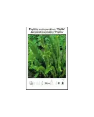 Phyllitis-scolopendrium-Phyllis.jpg