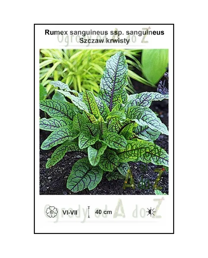 Rumex-sanguineus-ssp-sanguineus.jpg Rumex-sanguineus-ssp-sanguineus.jpg