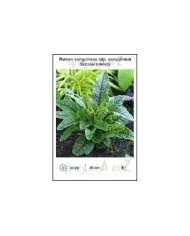 Rumex-sanguineus-ssp-sanguineus.jpg
