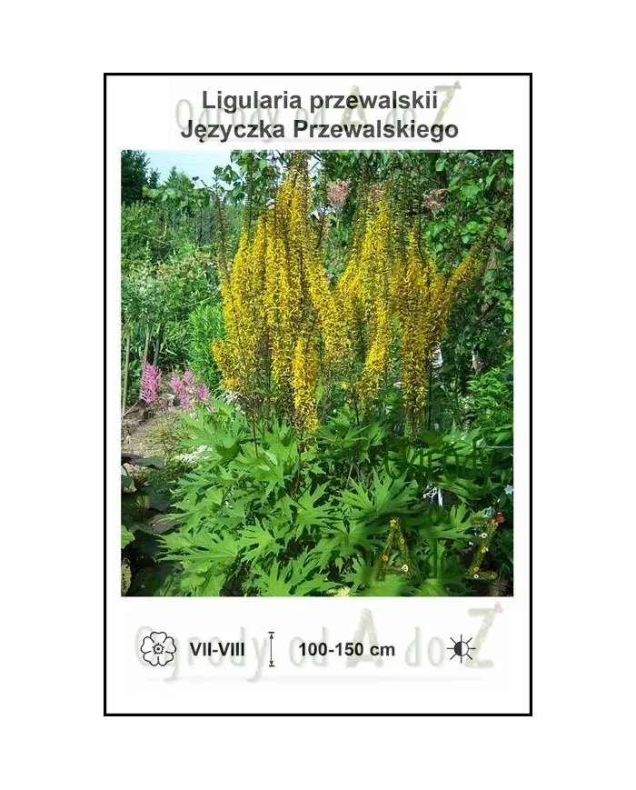 Ligularia-przewalskii.jpg
