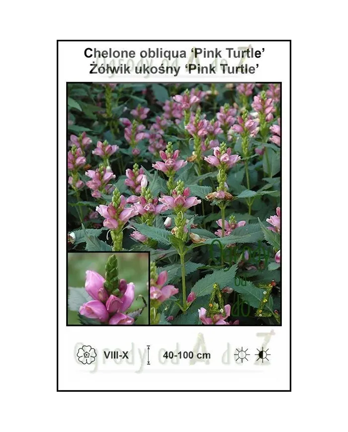 Chelone-obliqua-Pink-Turtle.jpg