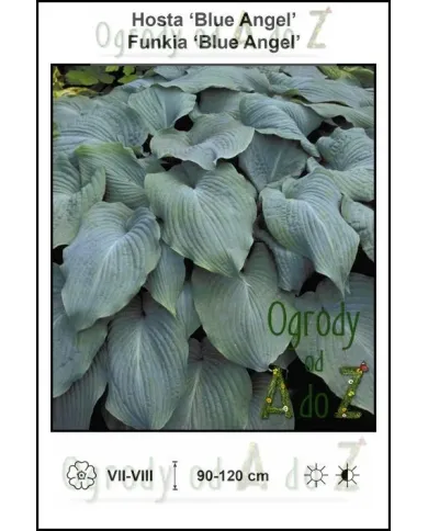 Hosta-Blue-Angel.jpg