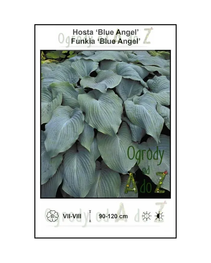 Hosta-Blue-Angel.jpg