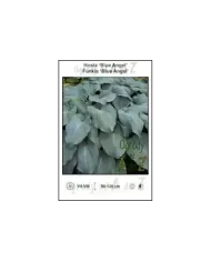 Hosta-Blue-Angel.jpg