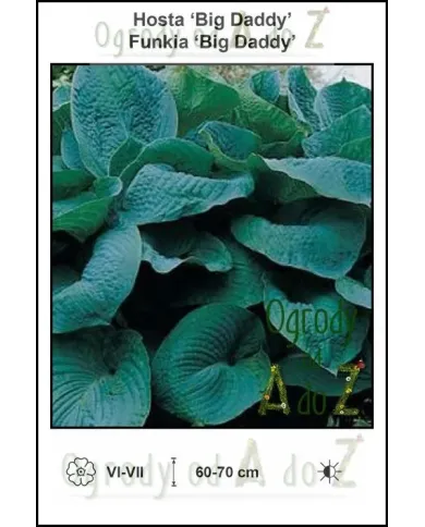 Hosta-Big-Daddy.jpg