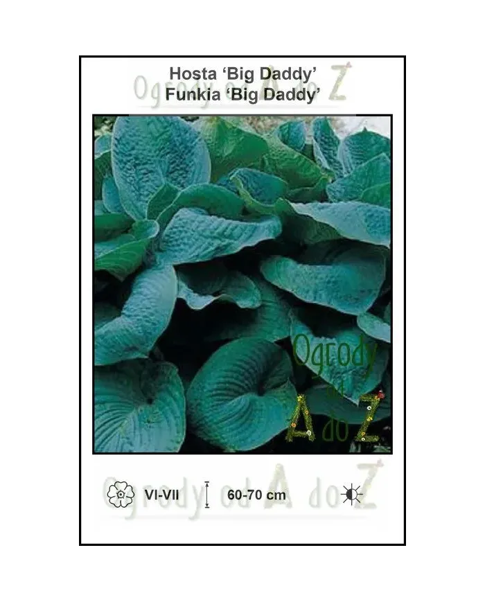 Hosta-Big-Daddy.jpg