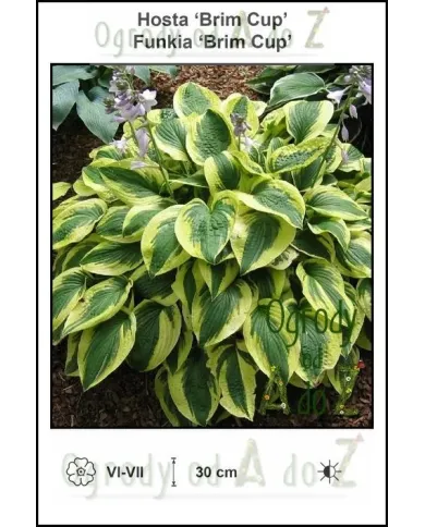 Hosta-Brim-Cup.jpg