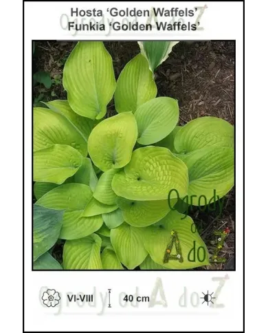 Hosta-Golden-Waffels.jpg