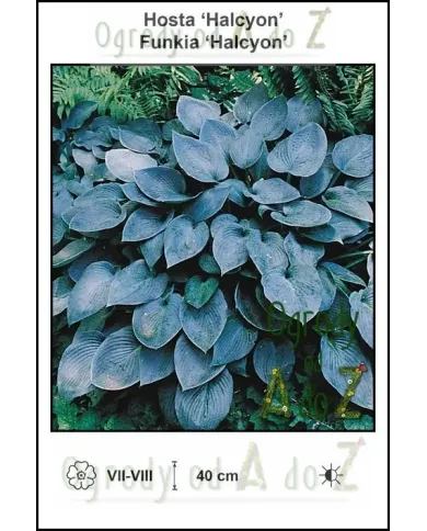 Hosta-Halcyon.jpg