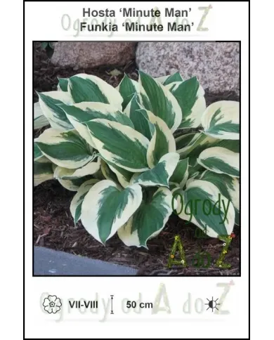 Hosta-Minute-Man.jpg