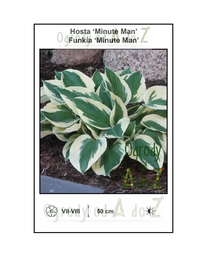 Hosta-Minute-Man.jpg