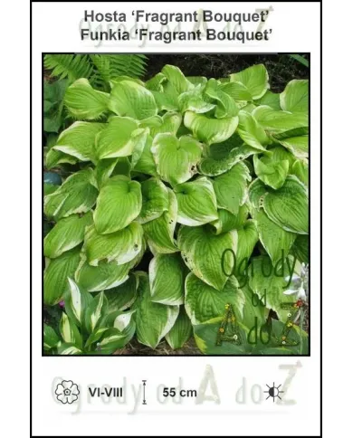Hosta-Fragrant-Bouquet.jpg