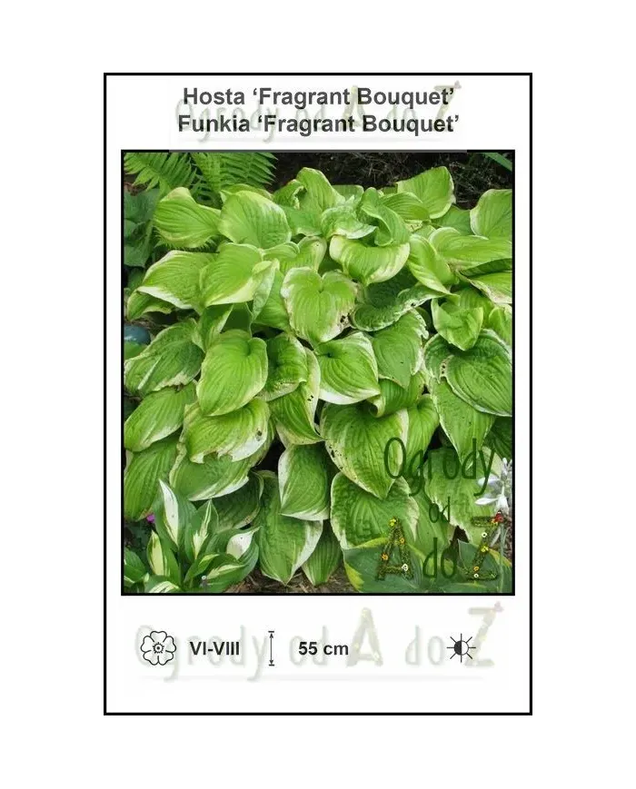 Hosta-Fragrant-Bouquet.jpg