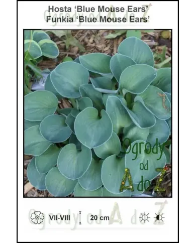 Hosta-Blue-Mouse-Ears.jpg