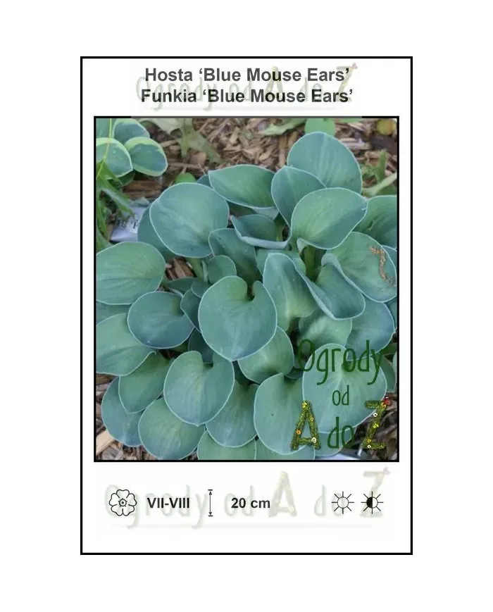 Hosta-Blue-Mouse-Ears.jpg