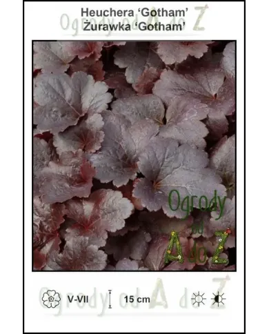 Heuchera-Gotham.jpg Heuchera-Gotham.jpg