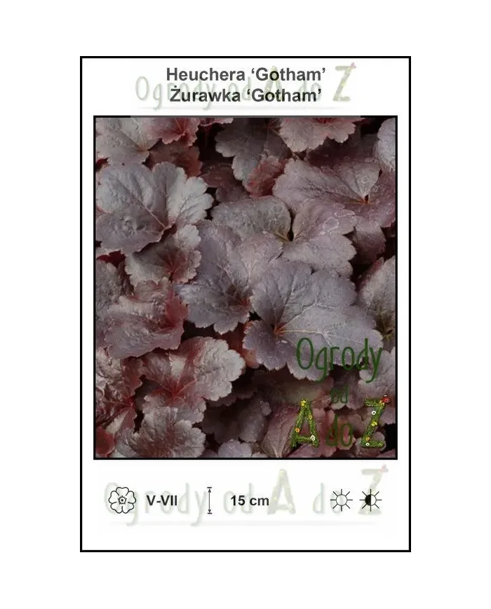 Heuchera-Gotham.jpg Heuchera-Gotham.jpg
