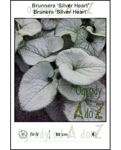Brunnera-Silver-Heart.jpg