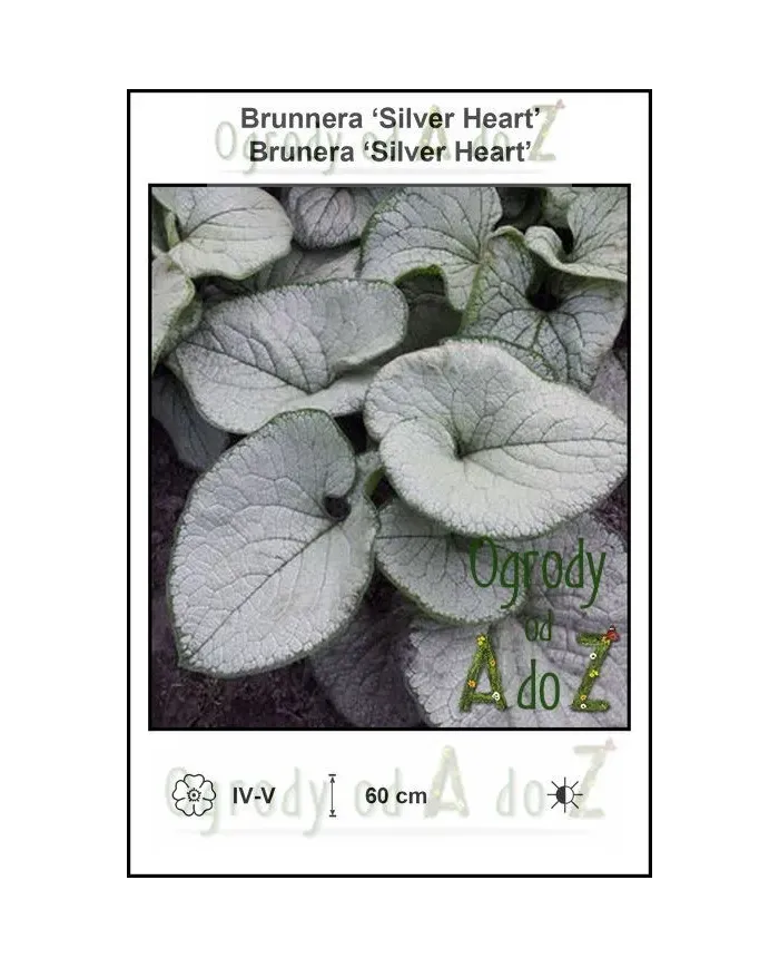 Brunnera-Silver-Heart.jpg Brunnera-Silver-Heart.jpg