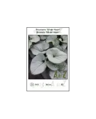 Brunnera-Silver-Heart.jpg Brunnera-Silver-Heart.jpg