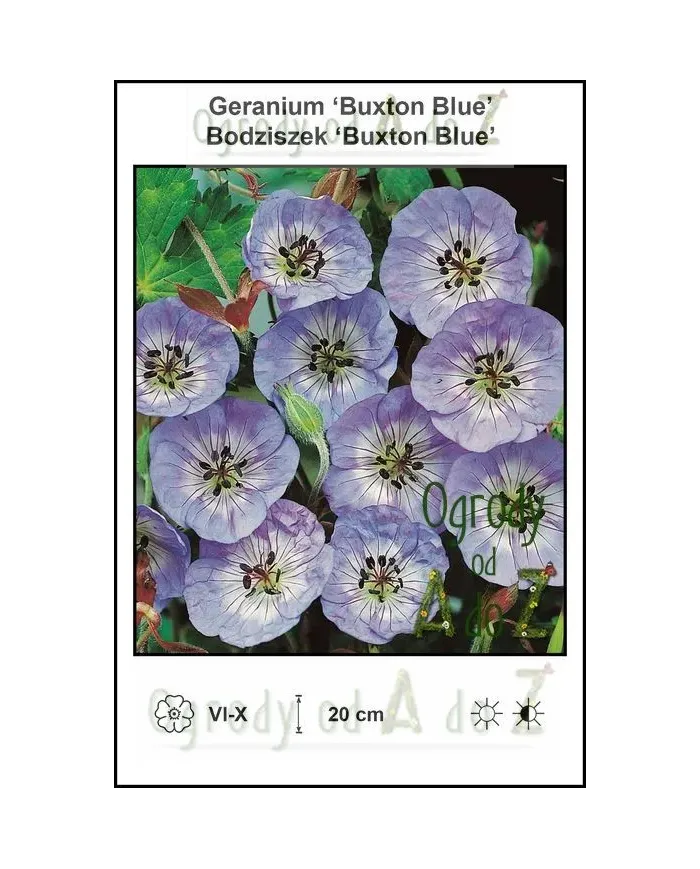 Geranium-Buxton-Blue.jpg Geranium-Buxton-Blue.jpg